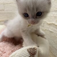 画像21304：メインクーン<br>ヴィヴィコ　きいろちゃん