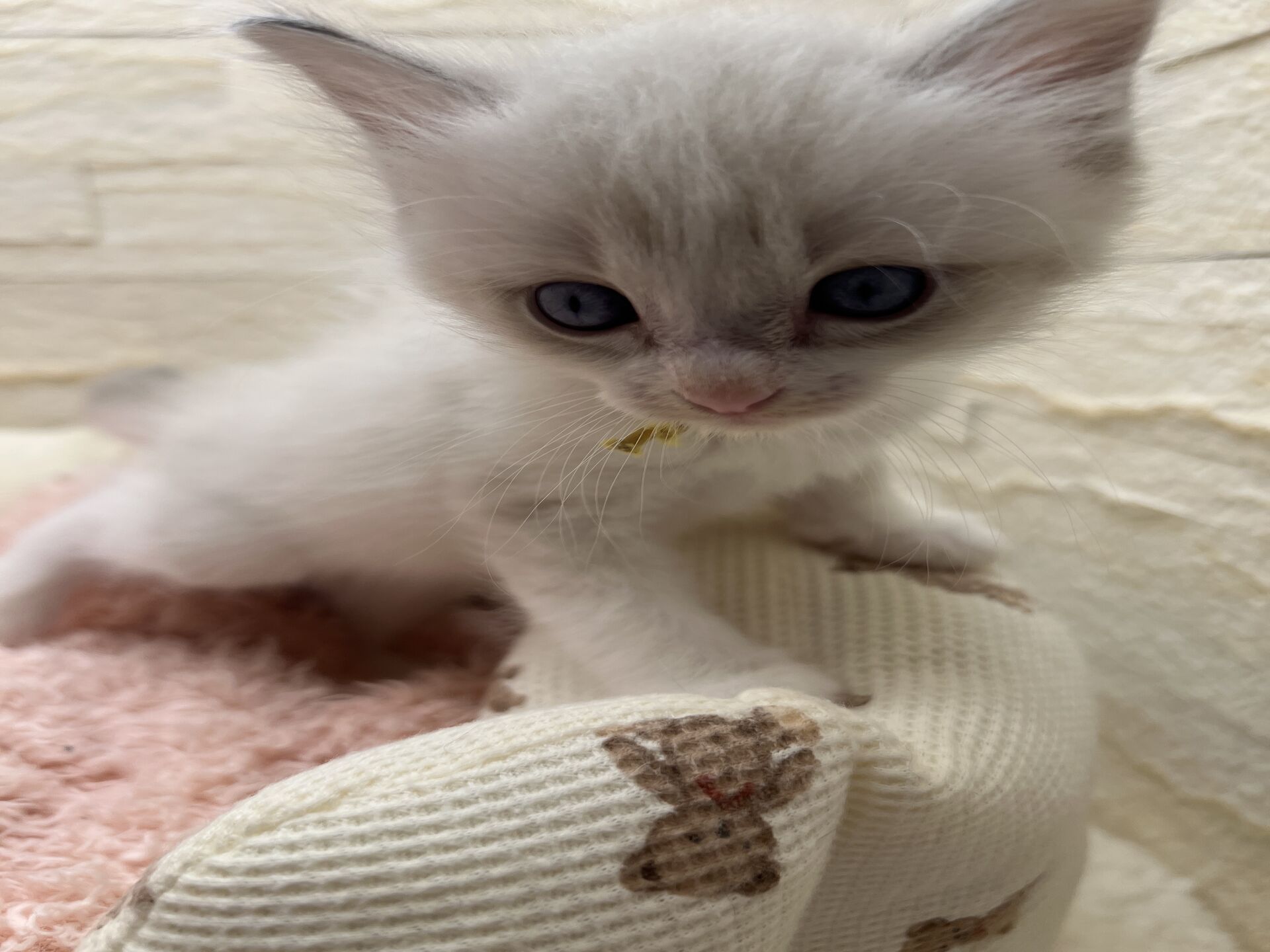 メインクーンヴィヴィコ　きいろちゃん