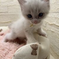 画像21305：メインクーン<br>ヴィヴィコ　きいろちゃん