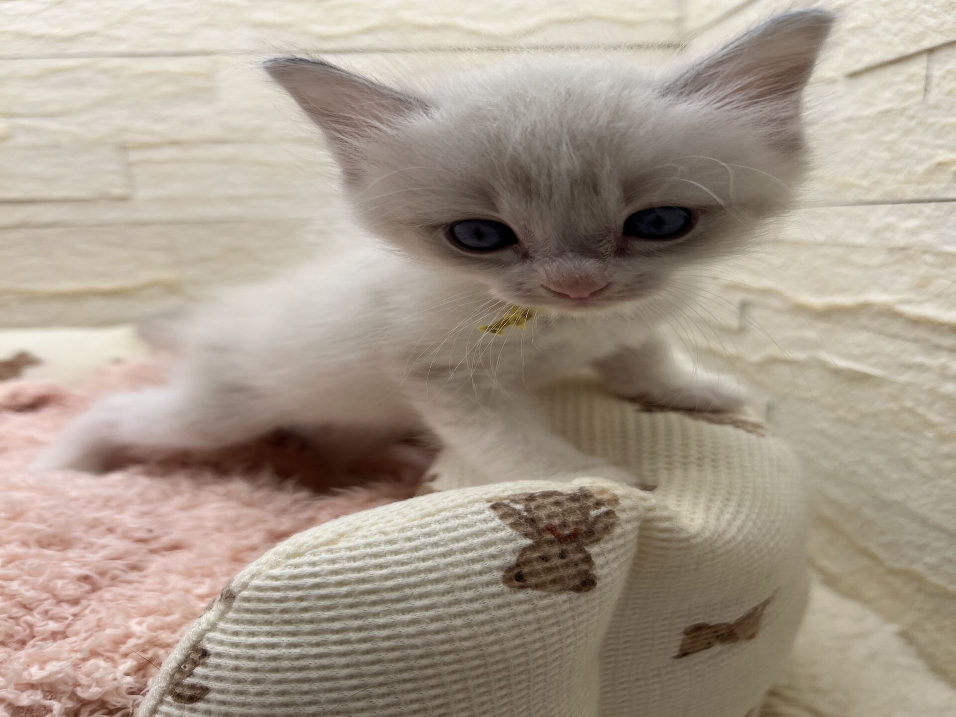 メインクーンヴィヴィコ　きいろちゃん