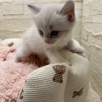 画像21309：メインクーン<br>ヴィヴィコ　きいろちゃん