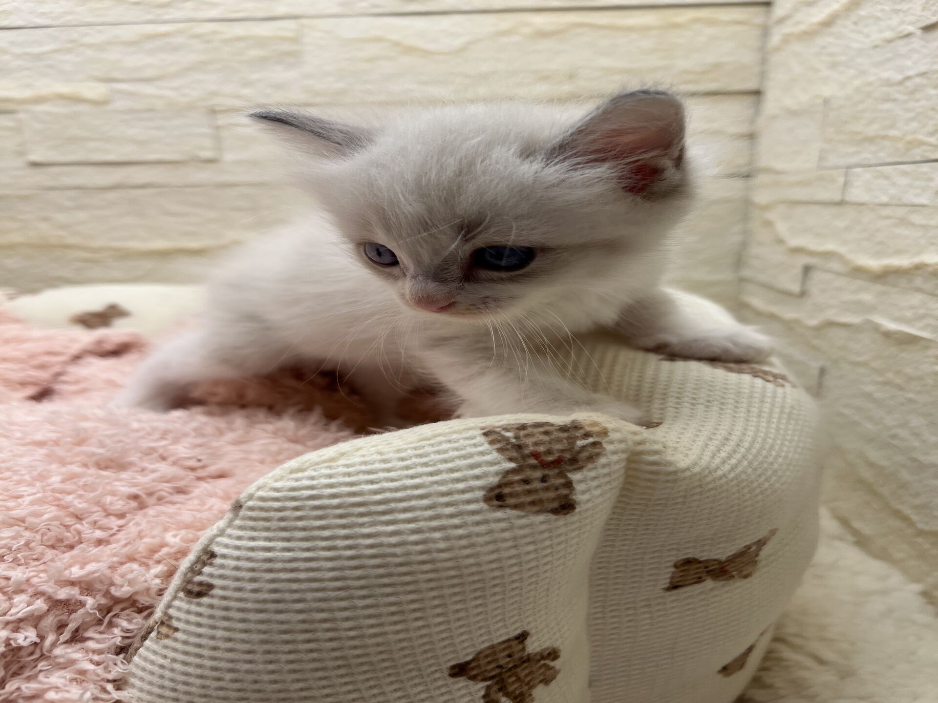 メインクーンヴィヴィコ　きいろちゃん