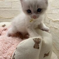 画像21310：メインクーン<br>ヴィヴィコ　きいろちゃん