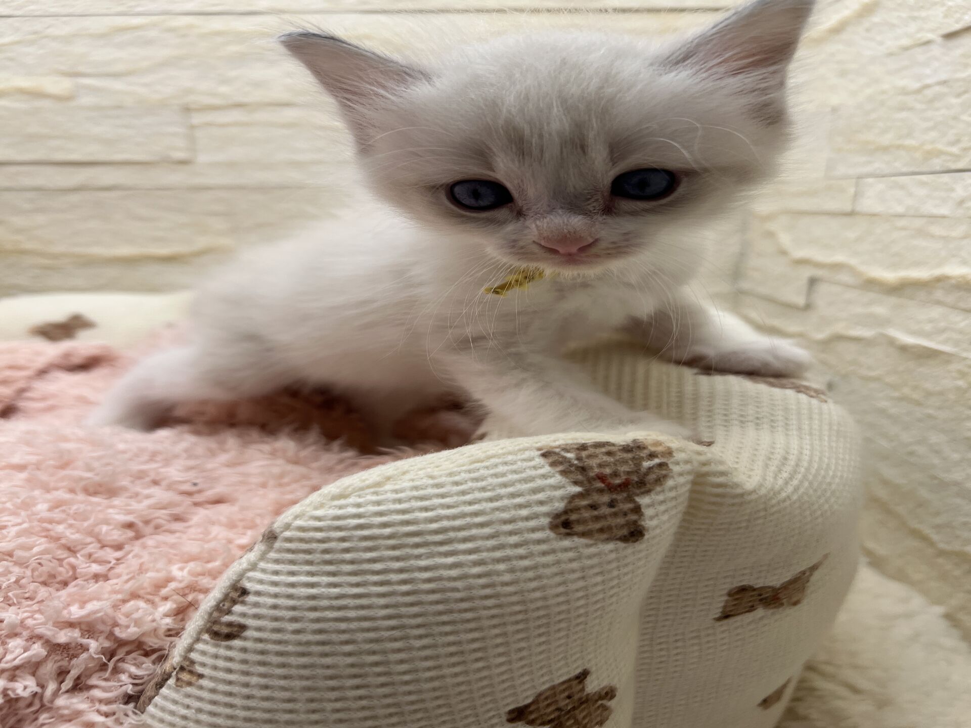 メインクーンヴィヴィコ　きいろちゃん
