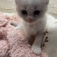 画像21325：メインクーン<br>ヴィヴィコ　きいろちゃん