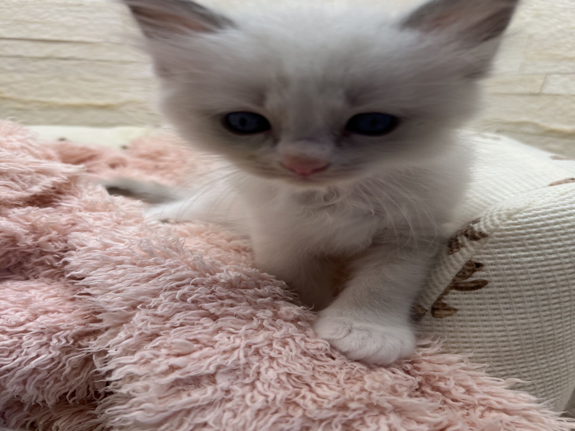 メインクーンヴィヴィコ　きいろちゃん