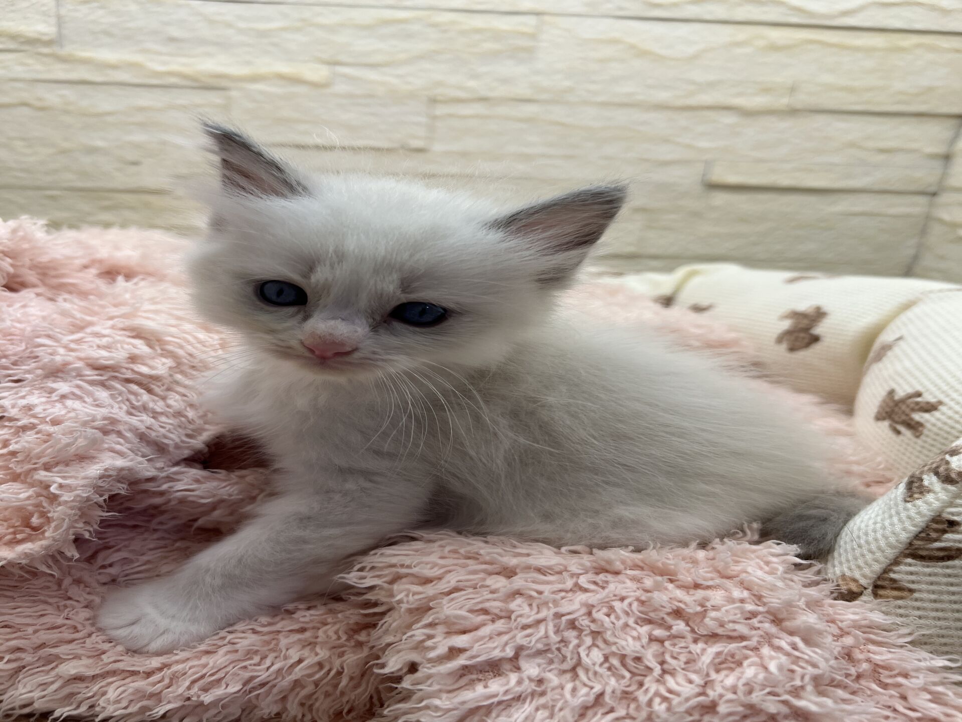 メインクーンヴィヴィコ　きいろちゃん