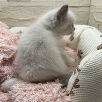 画像21330：メインクーン<br>ヴィヴィコ　きいろちゃん