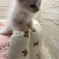 画像21331：メインクーン<br>ヴィヴィコ　きいろちゃん