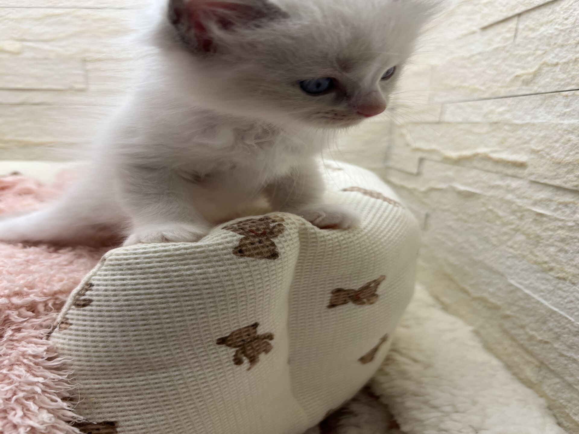 メインクーンヴィヴィコ　きいろちゃん