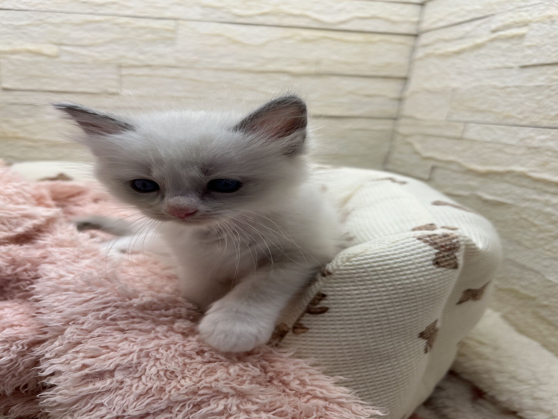 メインクーンヴィヴィコ　きいろちゃん
