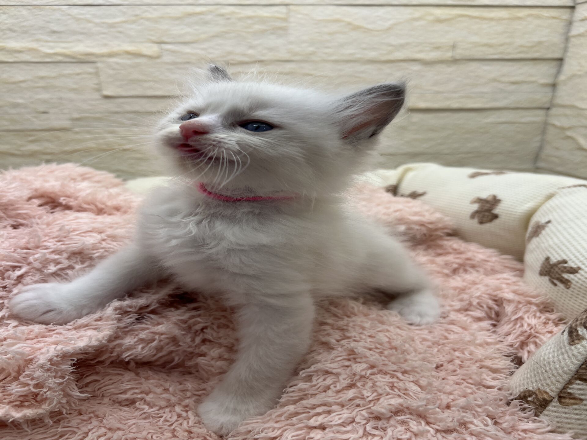 メインクーンヴィヴィコ　きいろちゃん