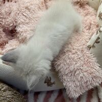 画像21334：メインクーン<br>ヴィヴィコ　きいろちゃん