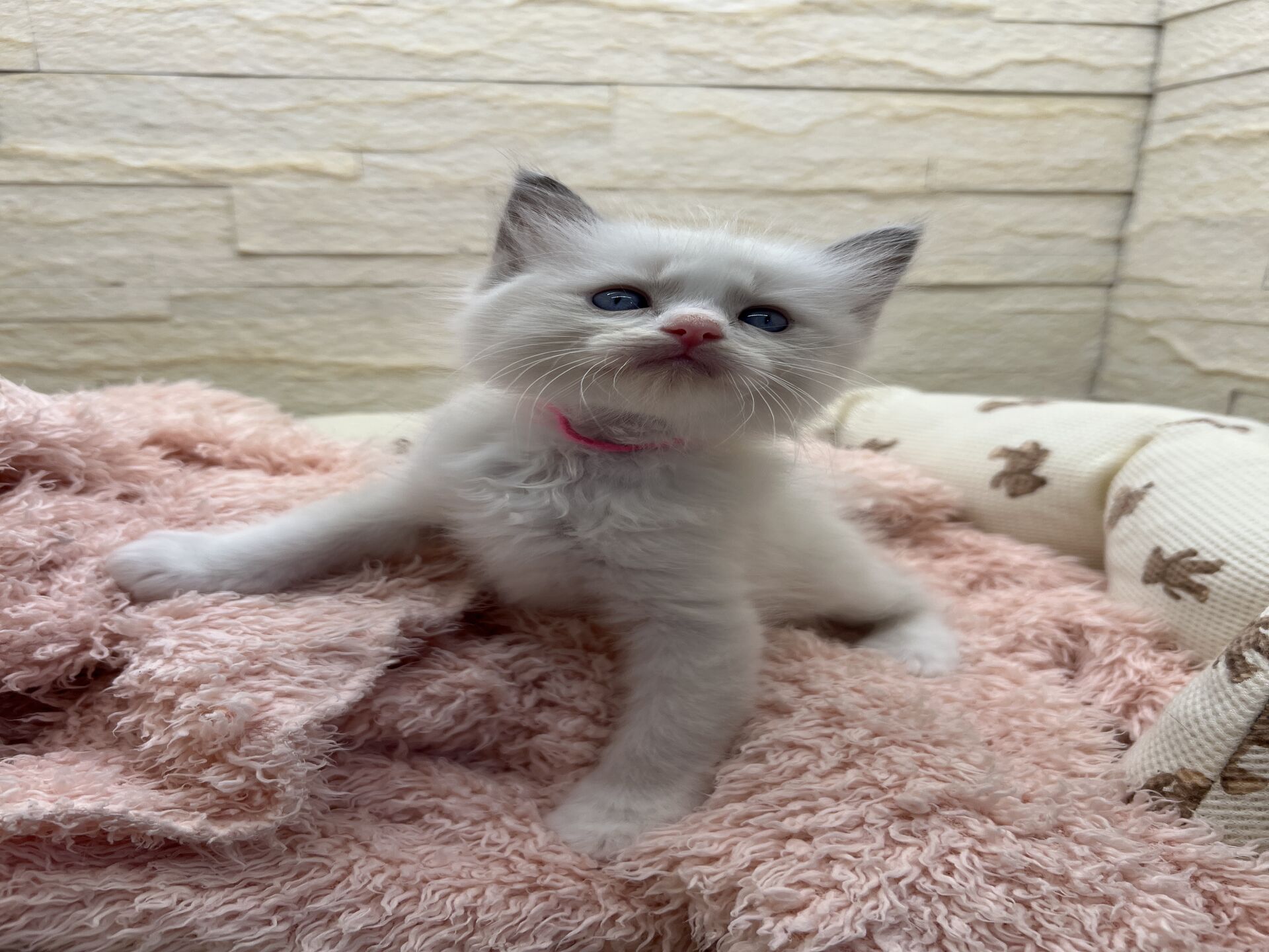 メインクーンヴィヴィコ　きいろちゃん