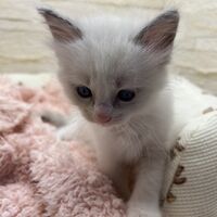 画像21336：メインクーン<br>ヴィヴィコ　きいろちゃん