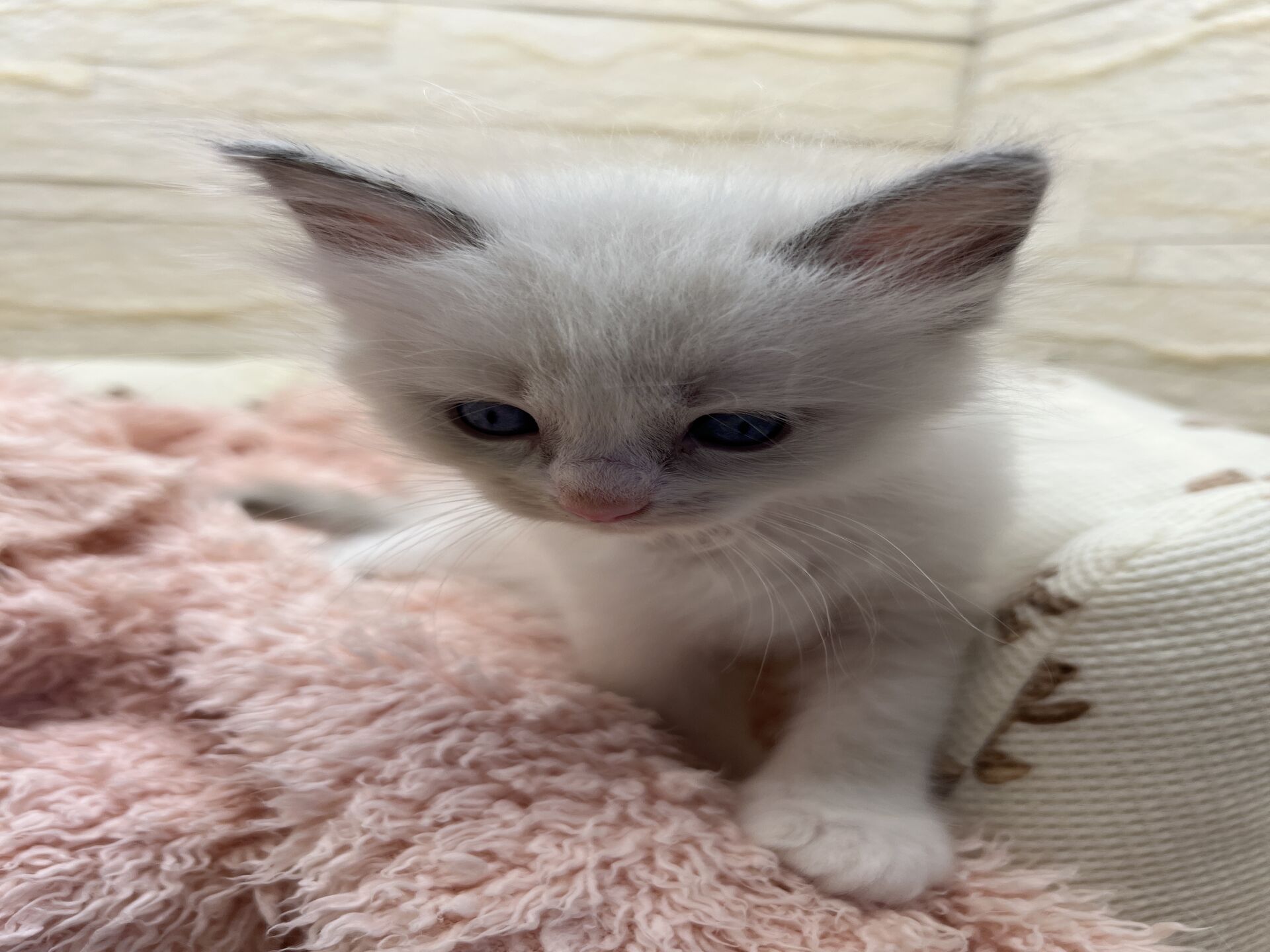 メインクーンヴィヴィコ　きいろちゃん