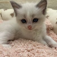 画像21353：メインクーン<br>ヴィヴィコ　きいろちゃん