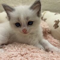 画像21354：メインクーン<br>ヴィヴィコ　きいろちゃん