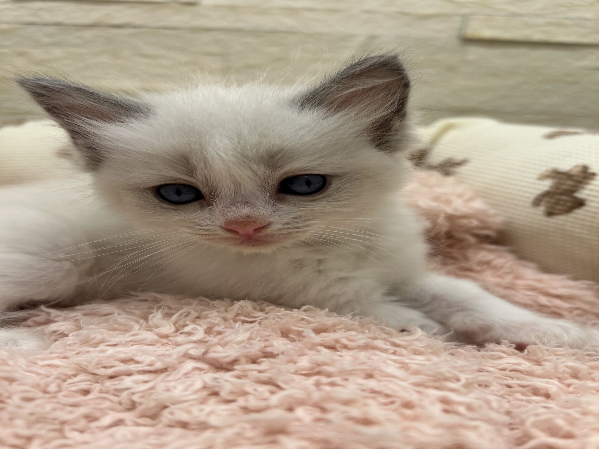メインクーンヴィヴィコ　きいろちゃん