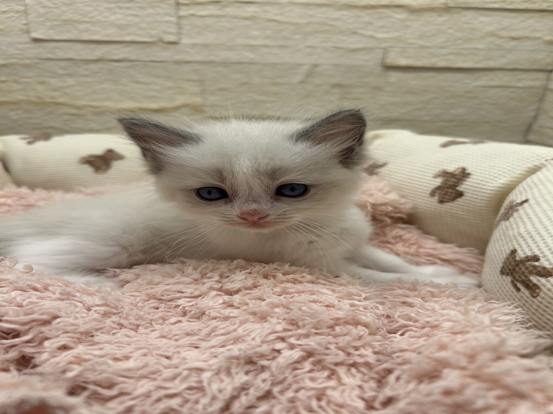 メインクーンヴィヴィコ　きいろちゃん