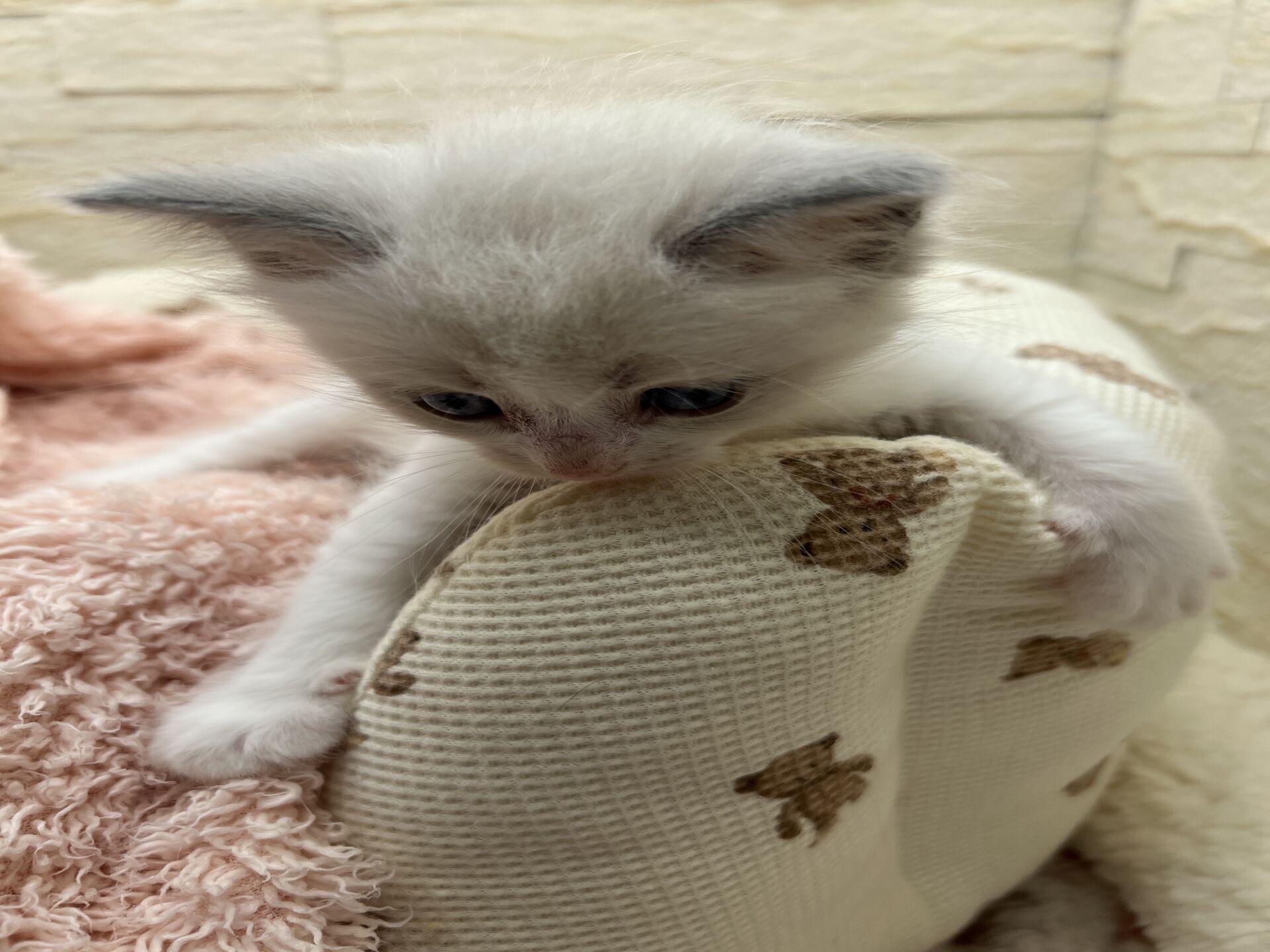 メインクーンヴィヴィコ　きいろちゃん