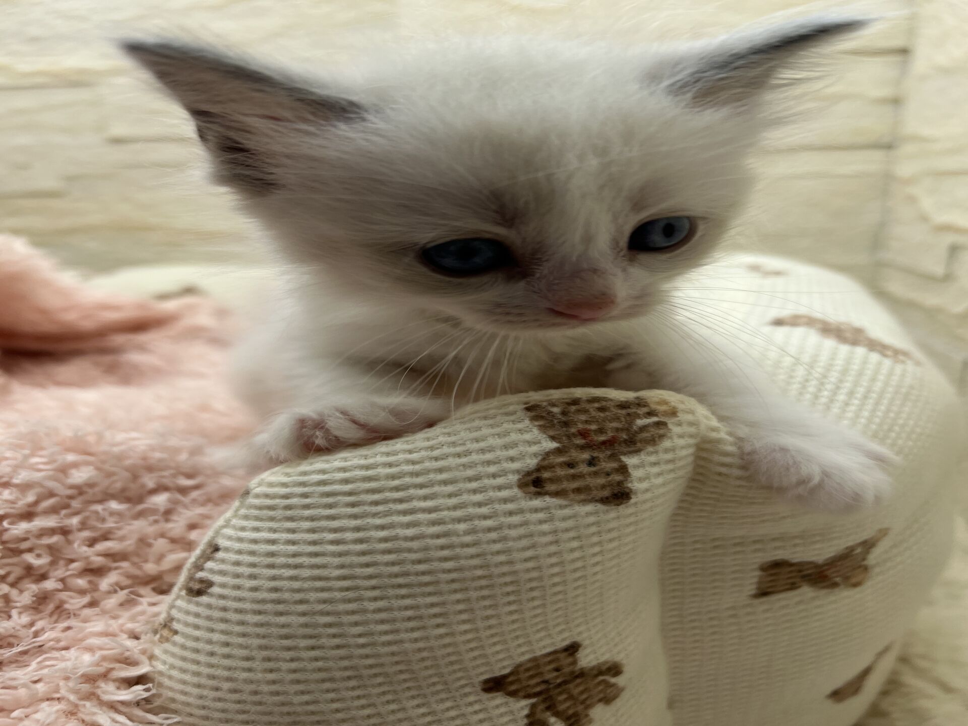 メインクーンヴィヴィコ　きいろちゃん