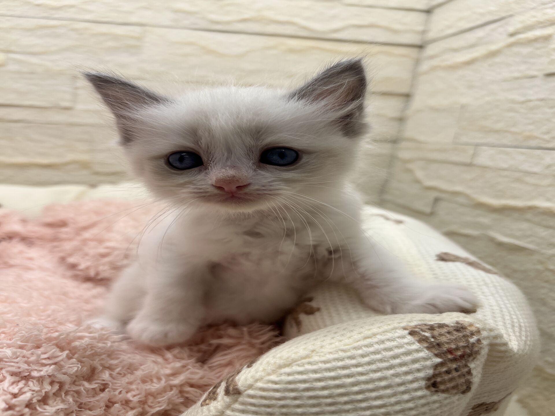 メインクーンヴィヴィコ　きいろちゃん
