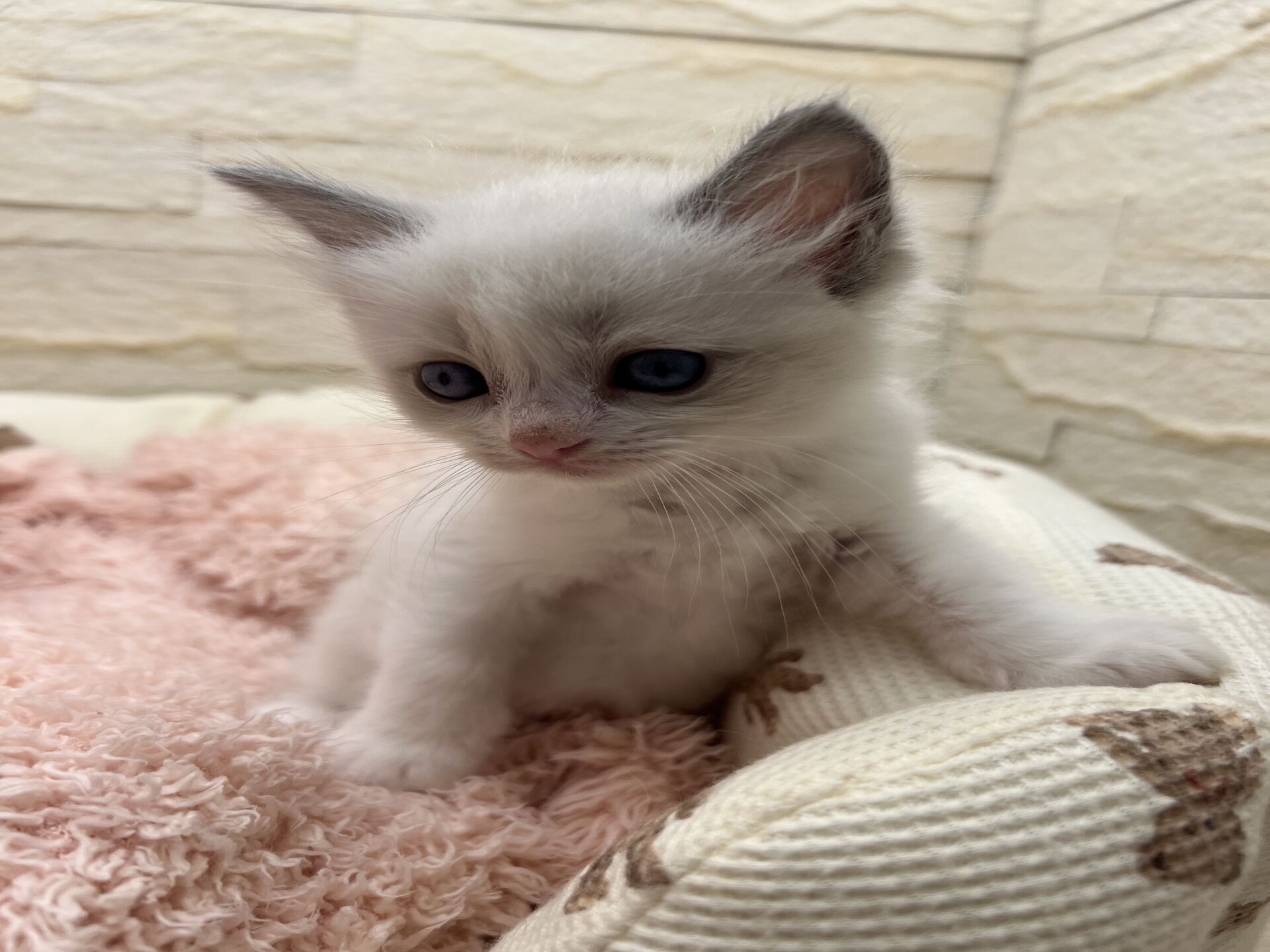 メインクーンヴィヴィコ　きいろちゃん