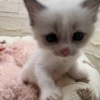 画像21361：メインクーン<br>ヴィヴィコ　きいろちゃん