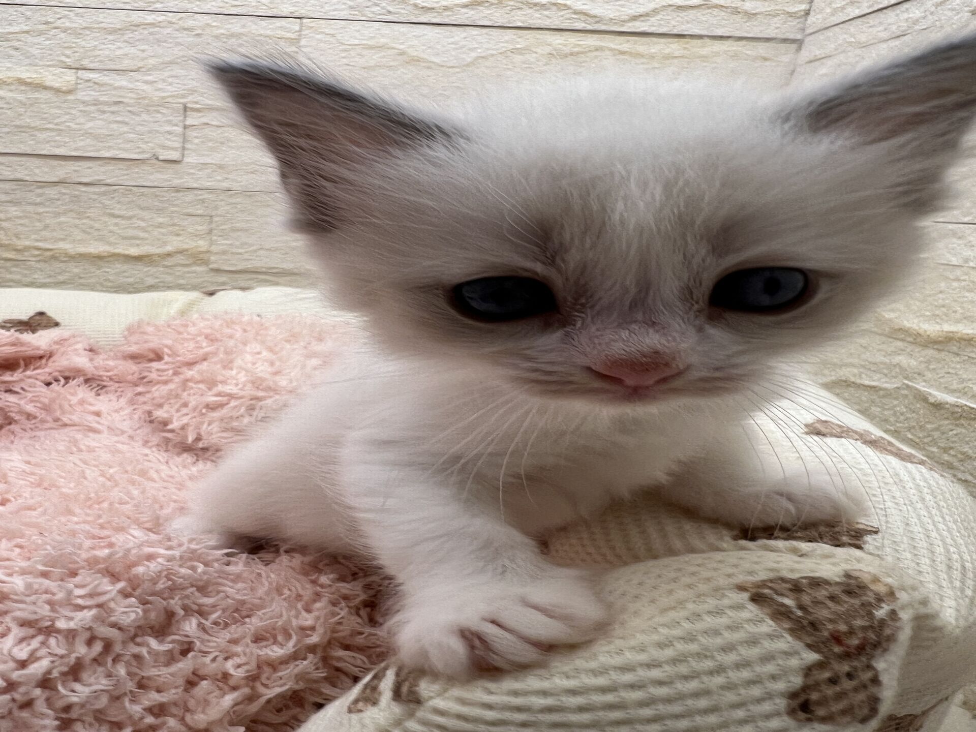 メインクーンヴィヴィコ　きいろちゃん