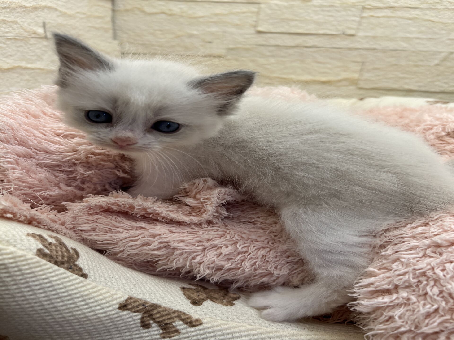 メインクーンヴィヴィコ　きいろちゃん