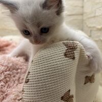 画像21364：メインクーン<br>ヴィヴィコ　きいろちゃん