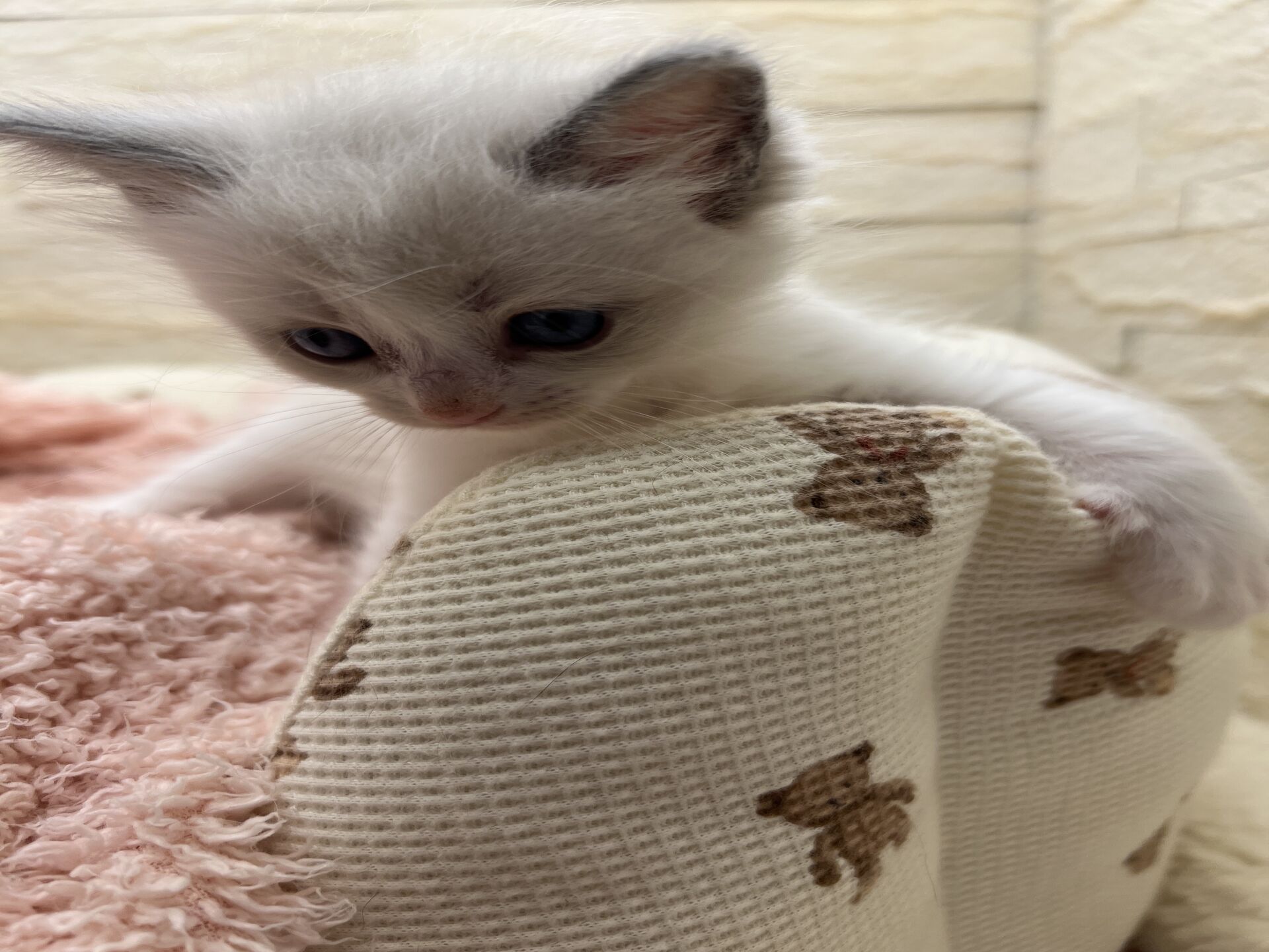 メインクーンヴィヴィコ　きいろちゃん