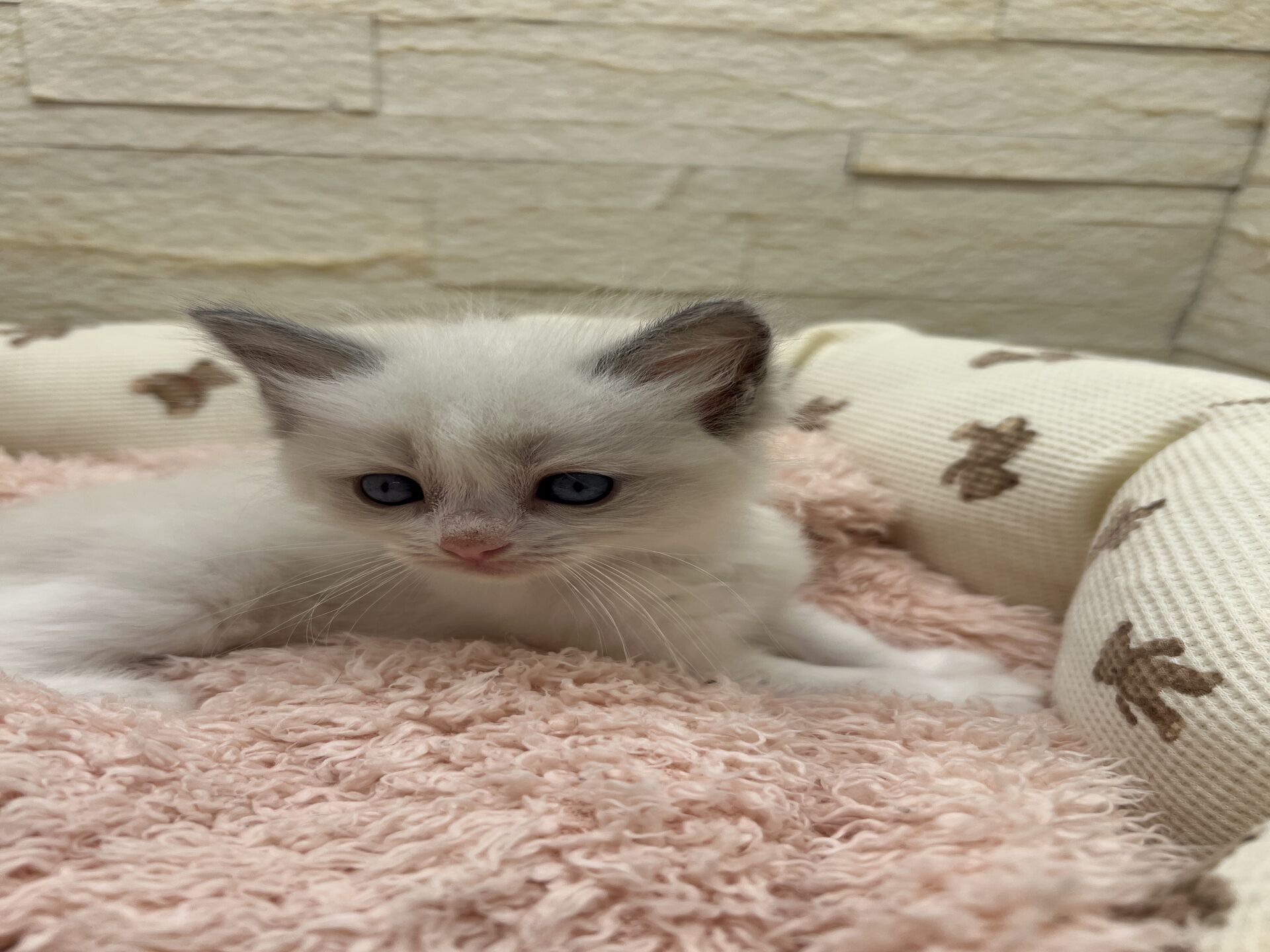 メインクーンヴィヴィコ　きいろちゃん