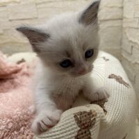 画像21366：メインクーン<br>ヴィヴィコ　きいろちゃん