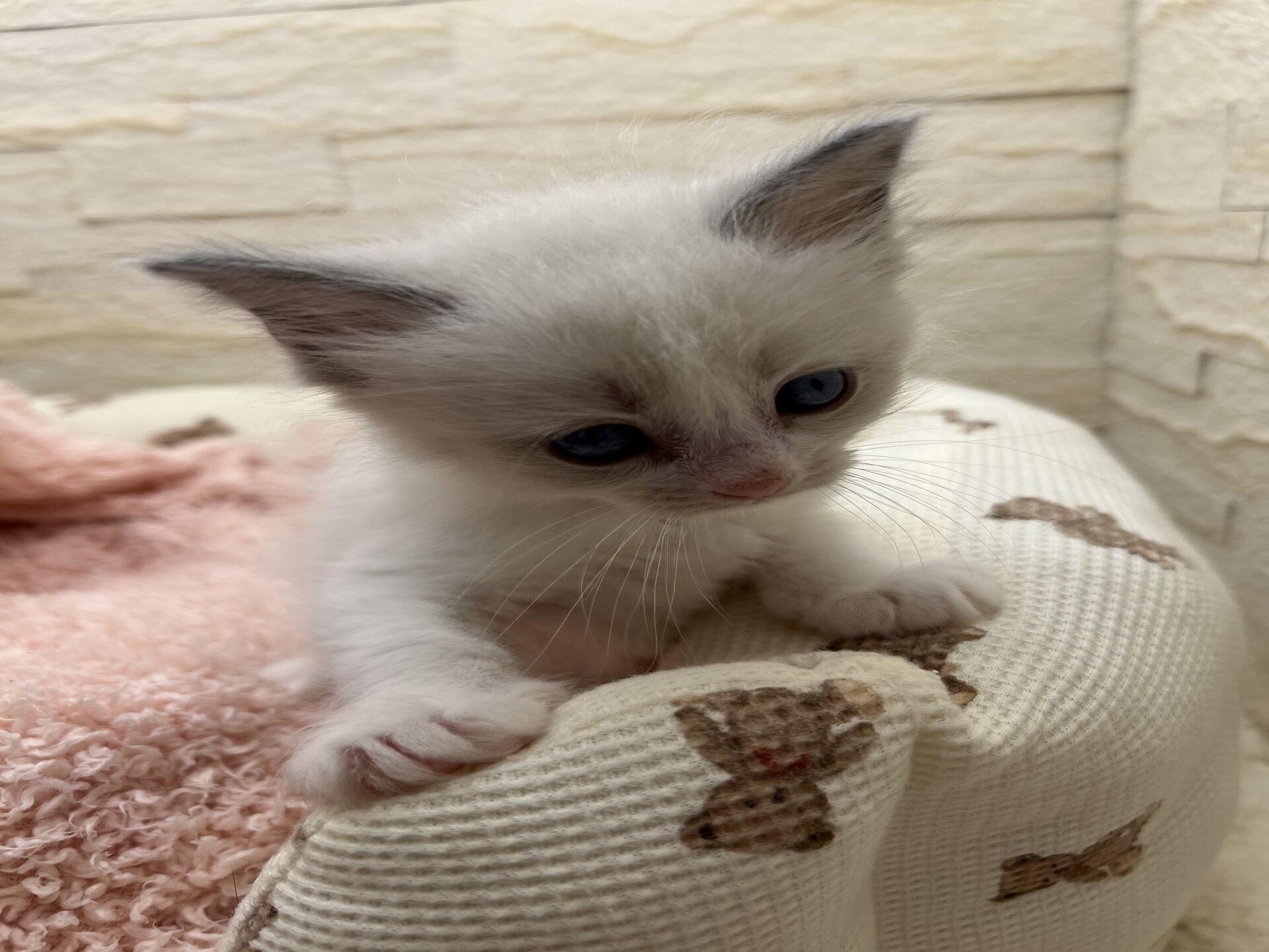 メインクーンヴィヴィコ　きいろちゃん