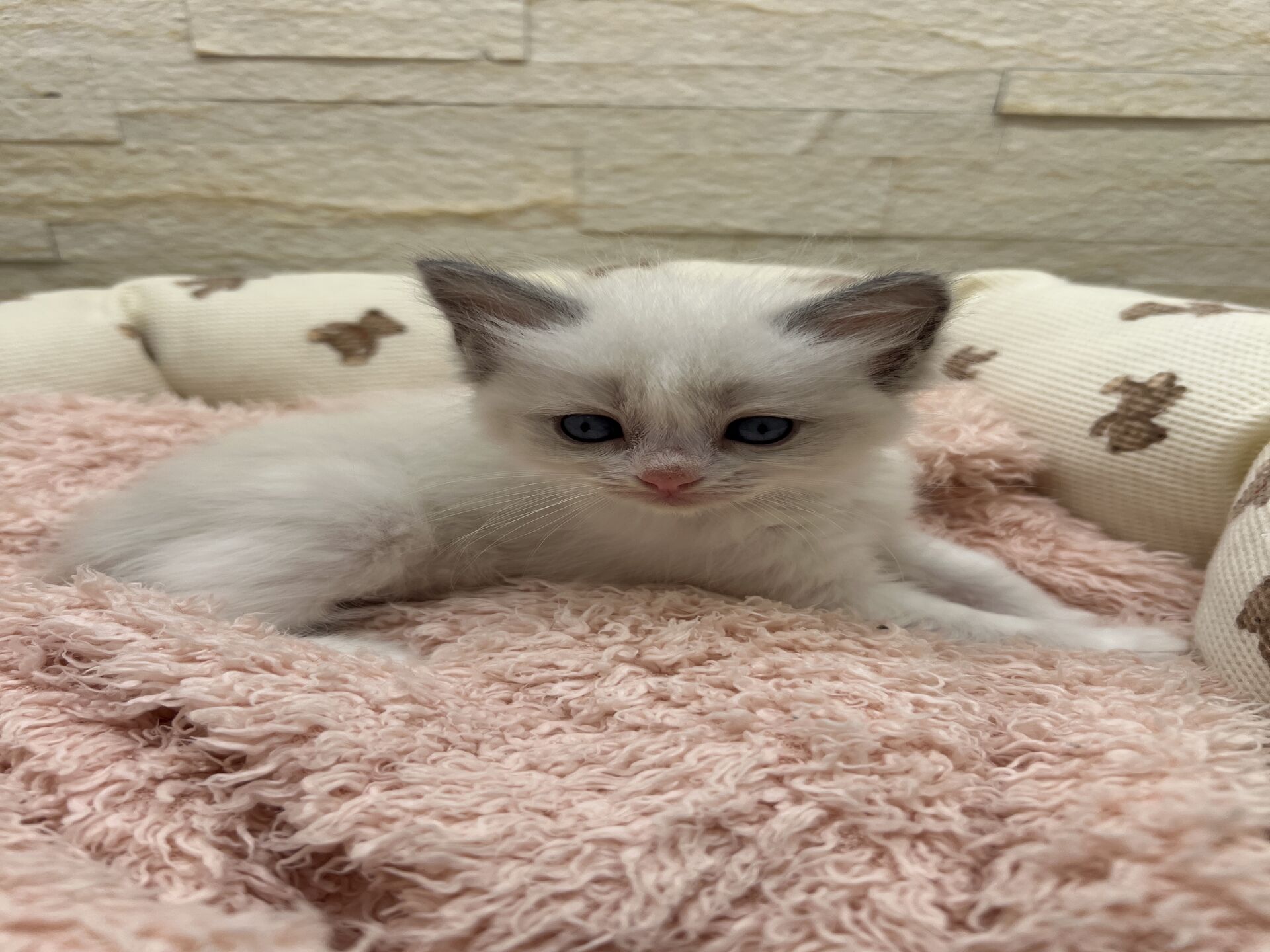 メインクーンヴィヴィコ　きいろちゃん