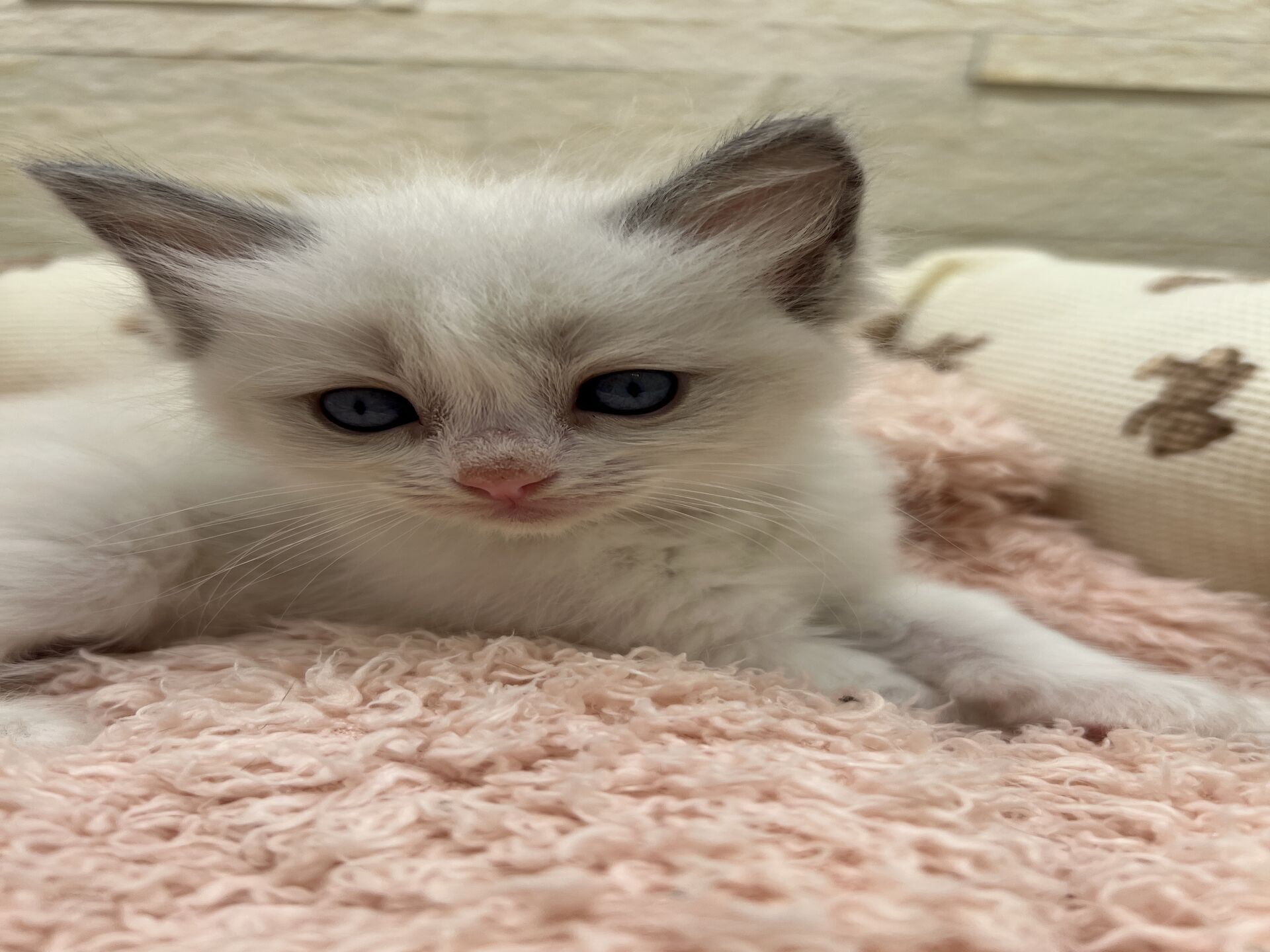 メインクーンヴィヴィコ　きいろちゃん