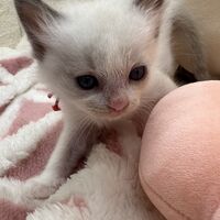 画像21387：メインクーン<br>ヴィヴィコ　きいろちゃん