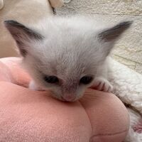 画像21388：メインクーン<br>ヴィヴィコ　きいろちゃん