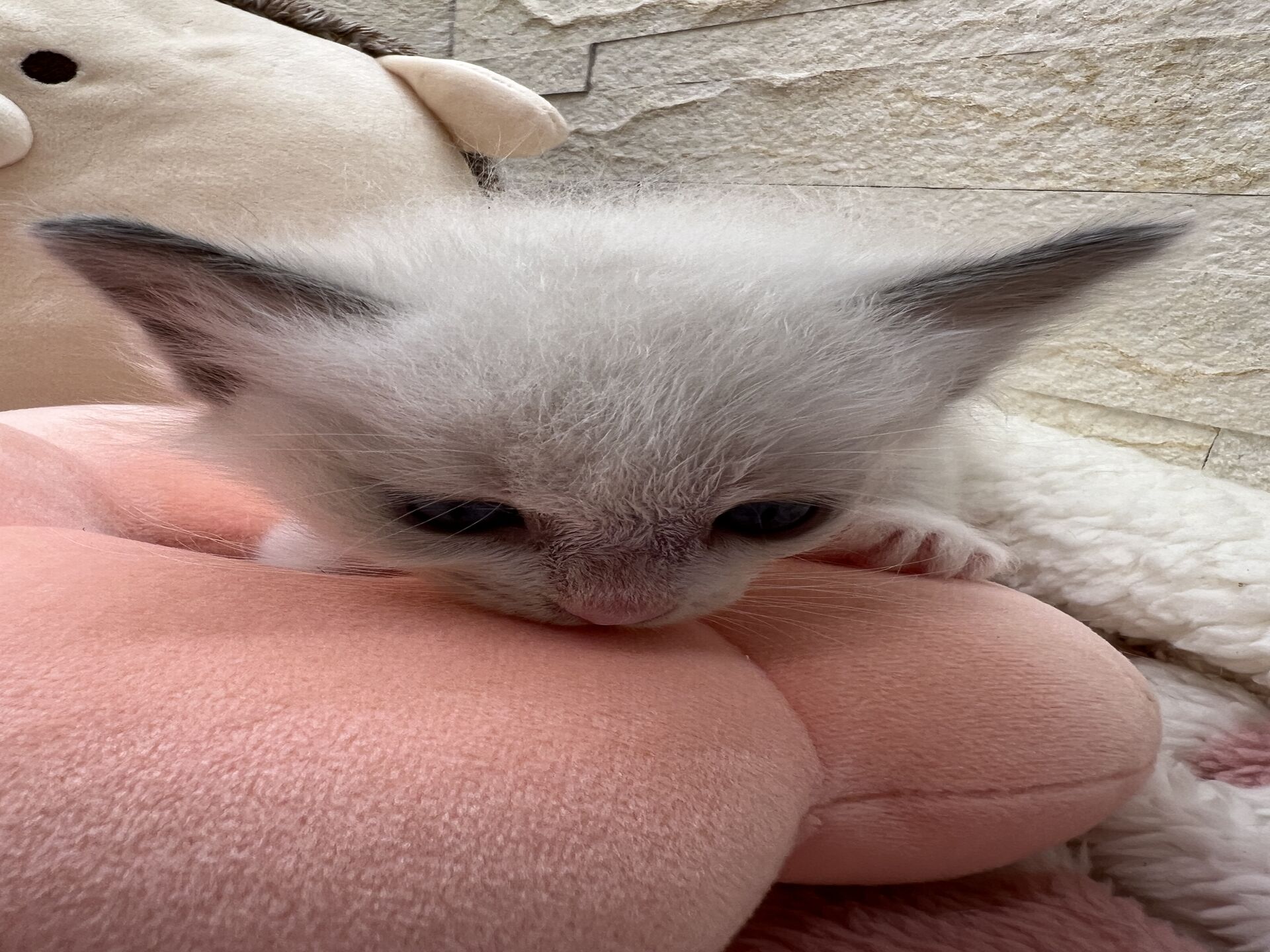 メインクーンヴィヴィコ　きいろちゃん