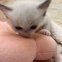 画像21389：メインクーン<br>ヴィヴィコ　きいろちゃん