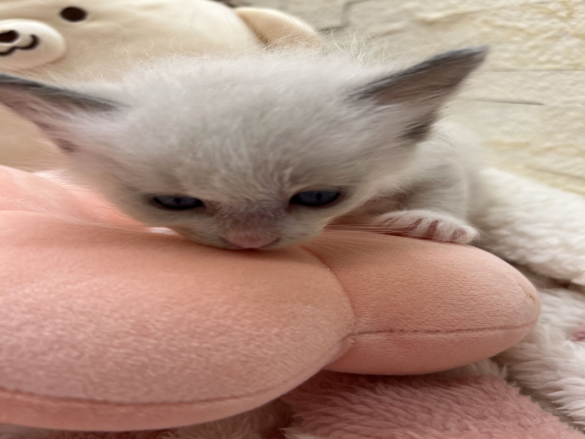 メインクーンヴィヴィコ　きいろちゃん