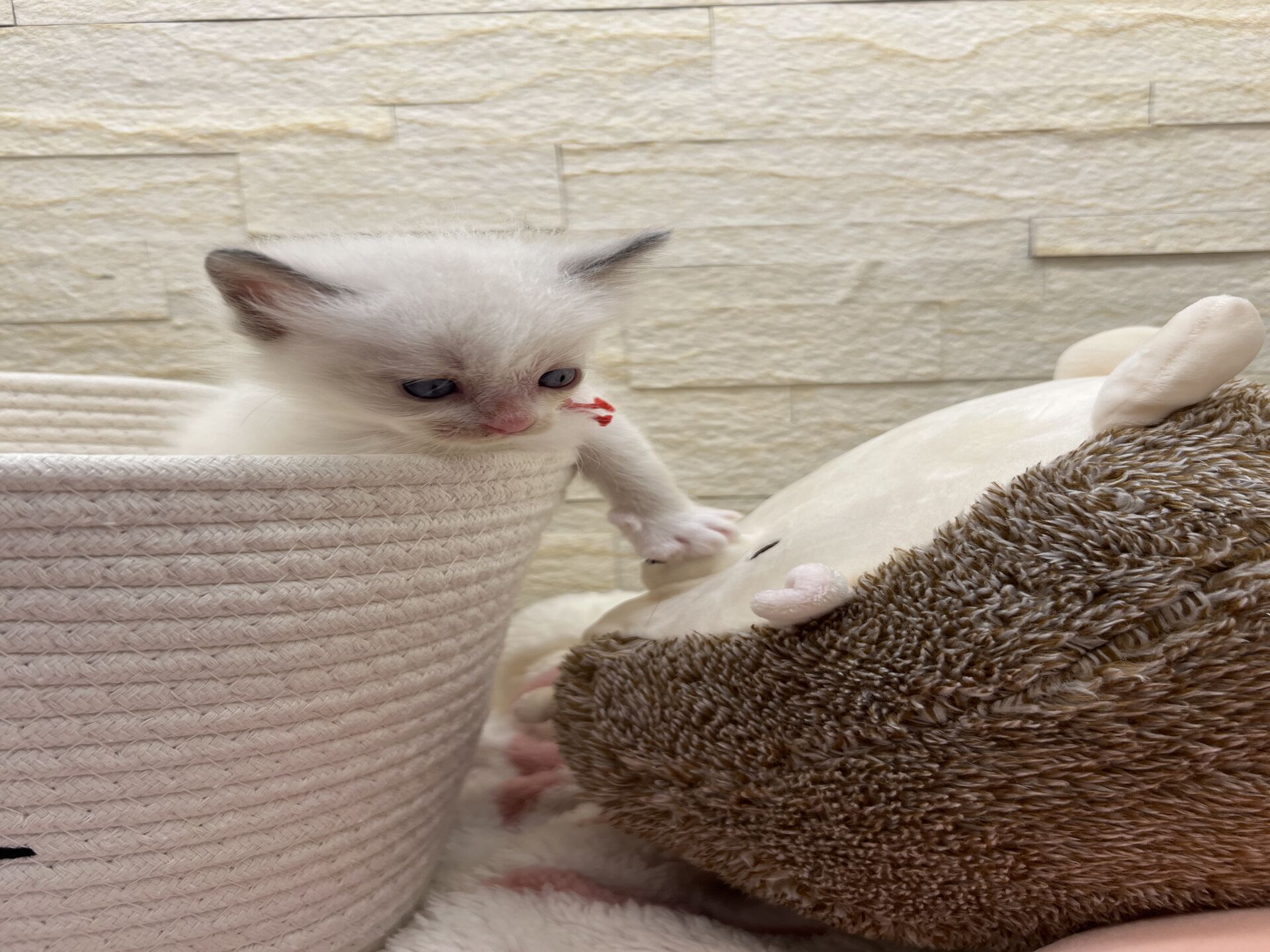 メインクーンヴィヴィコ　きいろちゃん