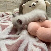 画像21391：メインクーン<br>ヴィヴィコ　きいろちゃん