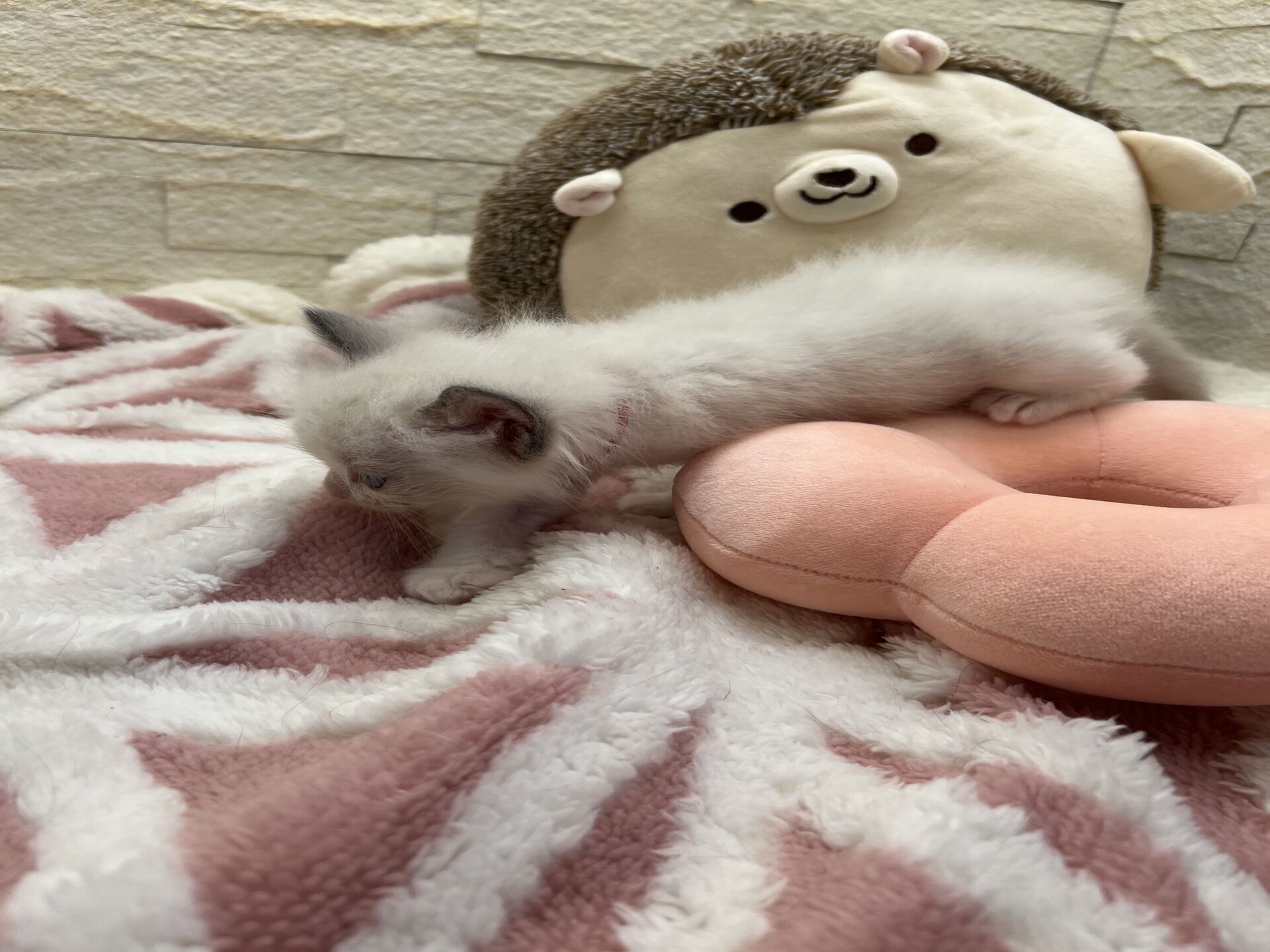 メインクーンヴィヴィコ　きいろちゃん