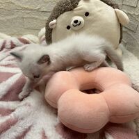 画像21392：メインクーン<br>ヴィヴィコ　きいろちゃん