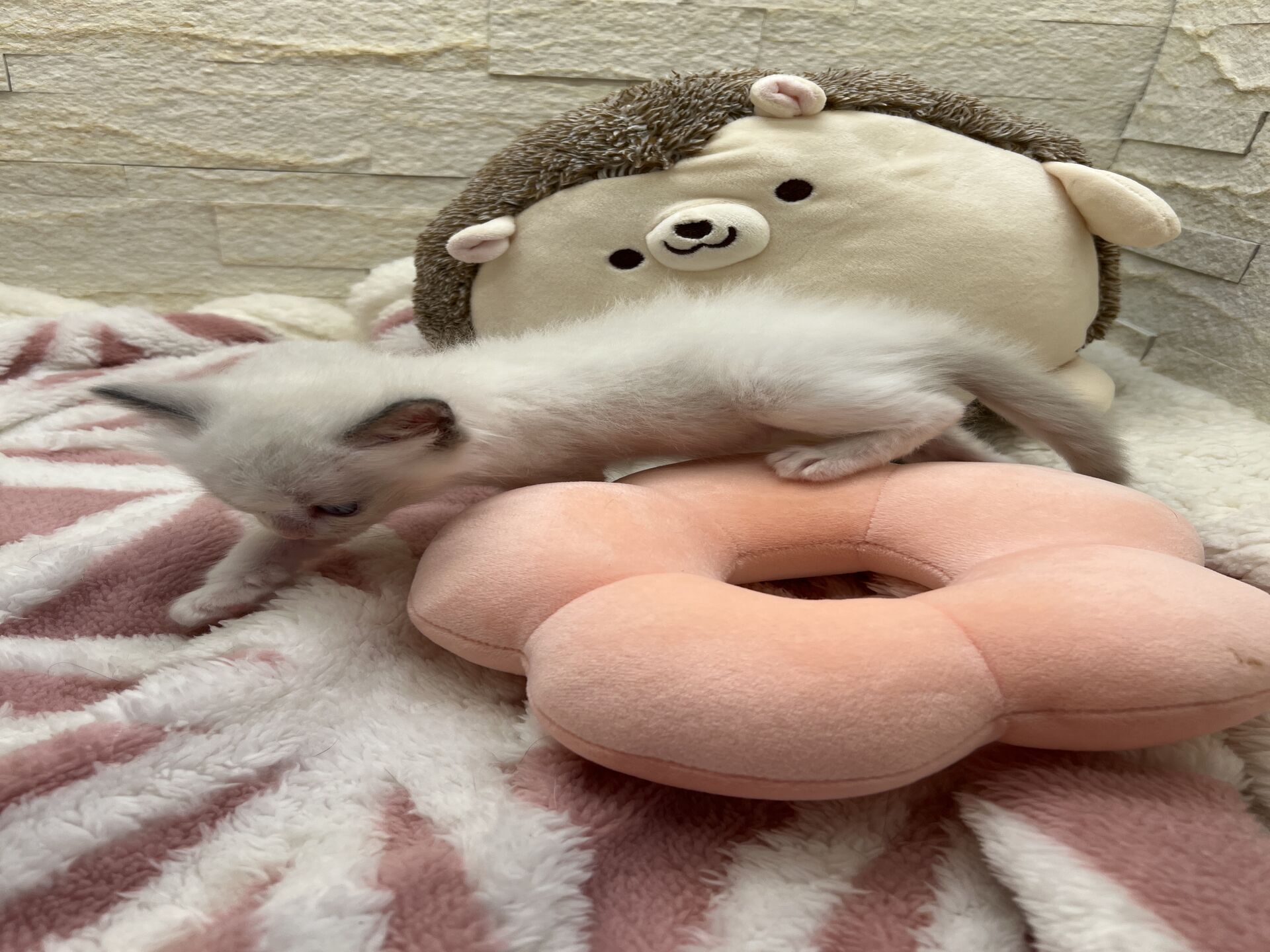 メインクーンヴィヴィコ　きいろちゃん