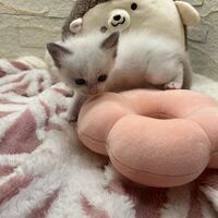 画像21393：メインクーン<br>ヴィヴィコ　きいろちゃん