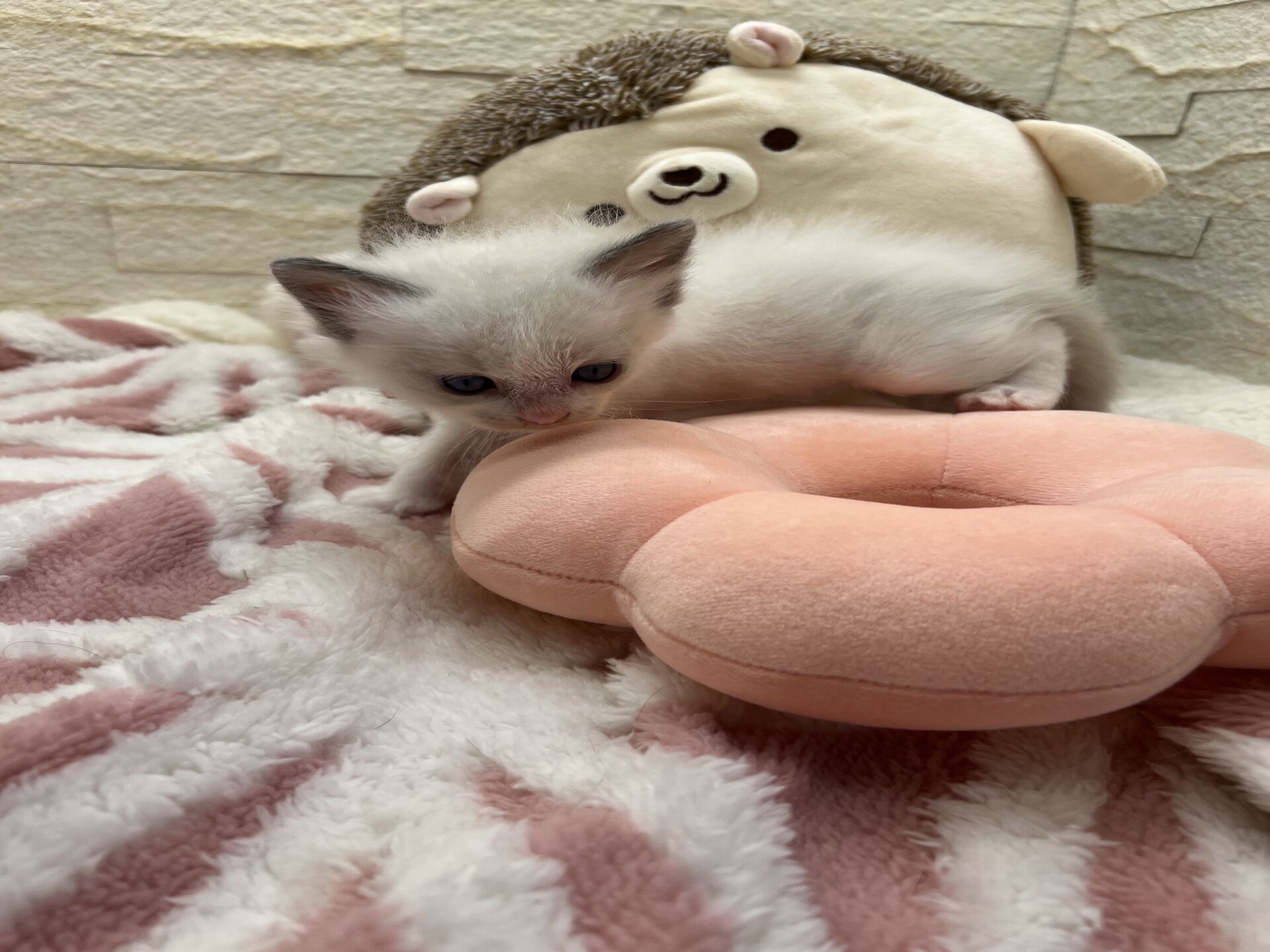 メインクーンヴィヴィコ　きいろちゃん